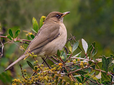 SABIA COMÚN (Turdus amaurochalinus) - Rincòn de Vignoli - FLORIDA (Abril 2011)